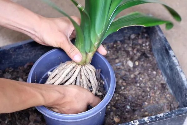 九月份能不能对君子兰换盆，换盆后可让植株快速缓盆从而降低损伤