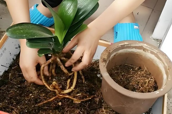 九月份能不能对君子兰换盆，换盆后可让植株快速缓盆从而降低损伤