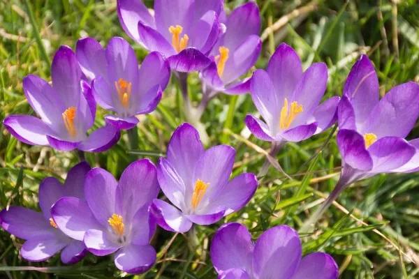 藏红花有什么花语，代表青春喜悦、无价之宝、真心挂念
