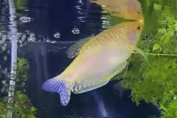 黄曼龙鱼好养吗，是比较容易饲养鱼类
