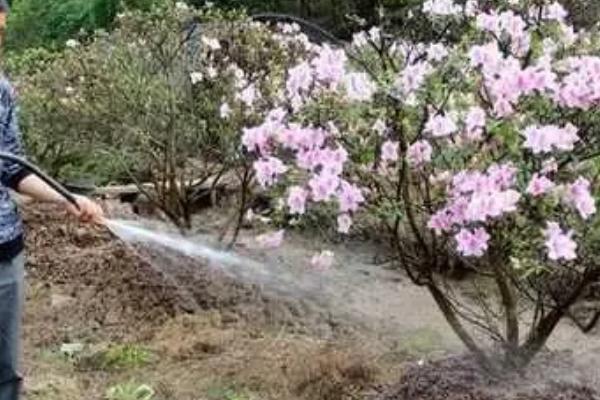 梅花在哪个季节开，一般是在冬春季节开放