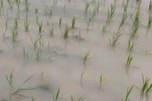 烂泥水稻僵苗的原因，可能是磷素缺乏所致