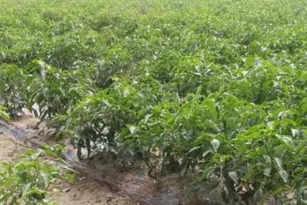 种植辣椒的株距，栽培小辣椒可保持在10厘米左右