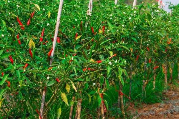 种植辣椒的株距，栽培小辣椒可保持在10厘米左右
