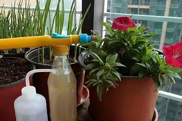 香雪莲花的养殖方法，在生长旺盛期要保持盆土微微湿润
