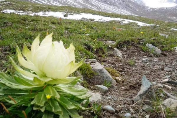 香雪莲花的养殖方法，在生长旺盛期要保持盆土微微湿润