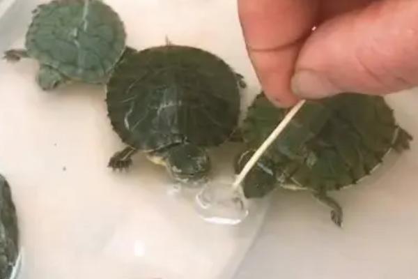 如何养护刚到家的巴西龟，等它们适应环境后再喂食