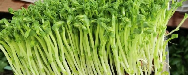 怎么种豌豆苗，一年四季都可以进行播种