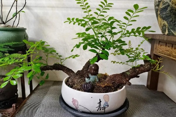 清香木是否适合养在卧室中，在卧室中养殖可以净化空气