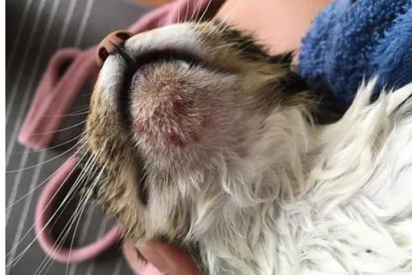 猫毛囊炎的症状，皮肤会变得红肿变黑、脱毛等