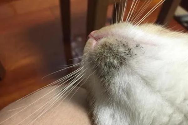 猫毛囊炎的症状，皮肤会变得红肿变黑、脱毛等