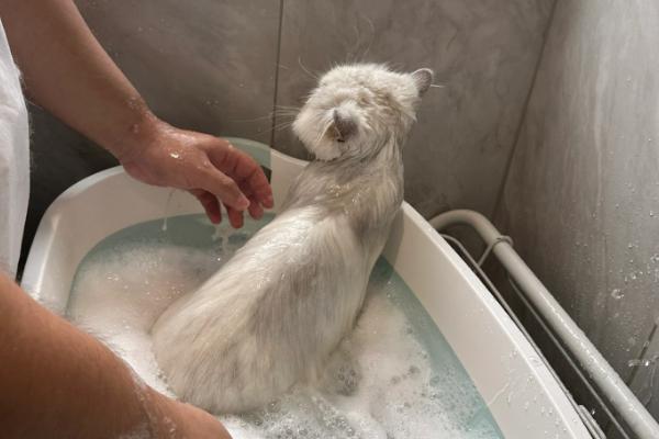 猫毛囊炎的症状，皮肤会变得红肿变黑、脱毛等
