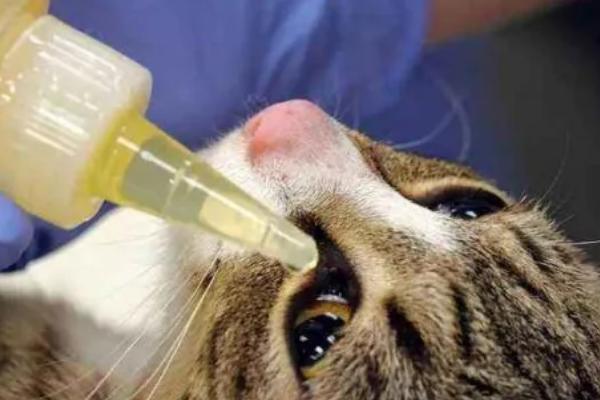 猫毛囊炎的症状，皮肤会变得红肿变黑、脱毛等