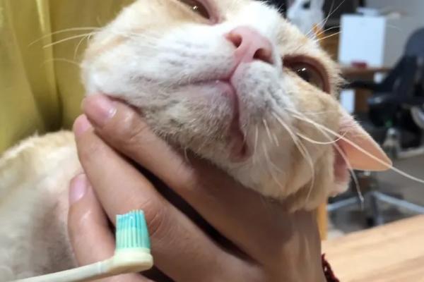 猫毛囊炎的症状，皮肤会变得红肿变黑、脱毛等