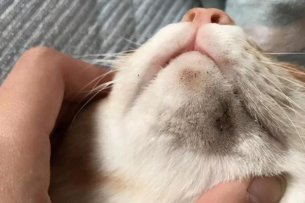 猫毛囊炎的症状，皮肤会变得红肿变黑、脱毛等