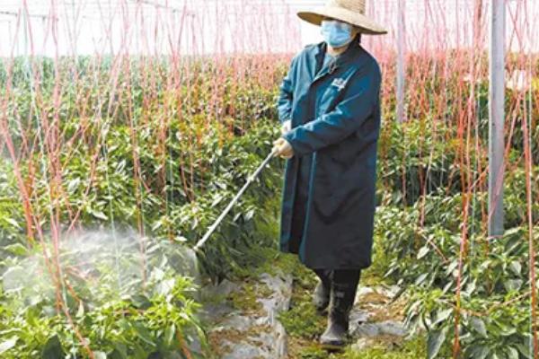 辣椒苗如何防冻，雨雪低温期让苗接受阳光照射