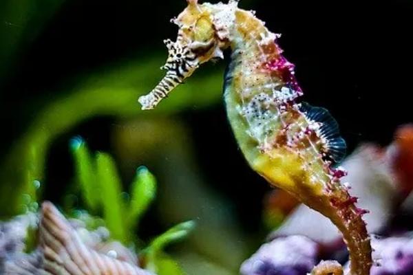 海马是什么动物，是一种海洋生物