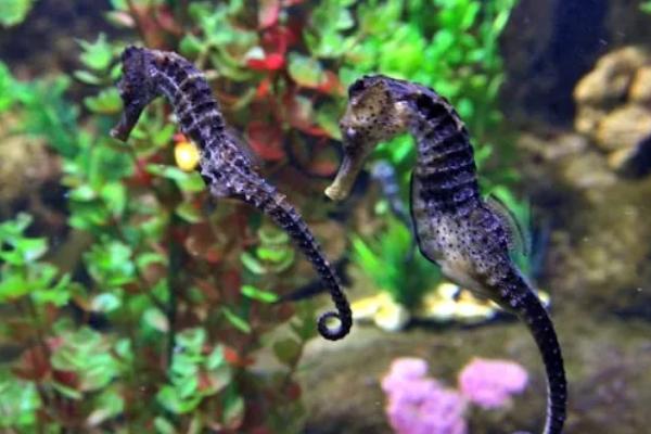 海马是什么动物，是一种海洋生物