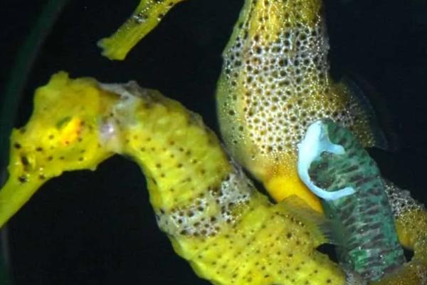海马是什么动物，是一种海洋生物