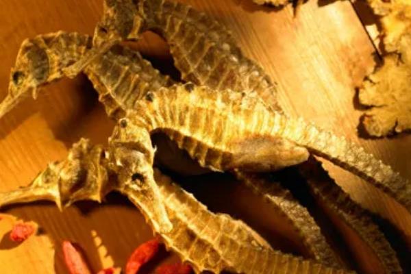 海马是什么动物，是一种海洋生物