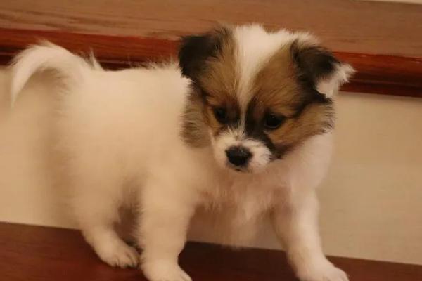 幼犬半夜总哼唧的原因，可能是害怕或紧张所致