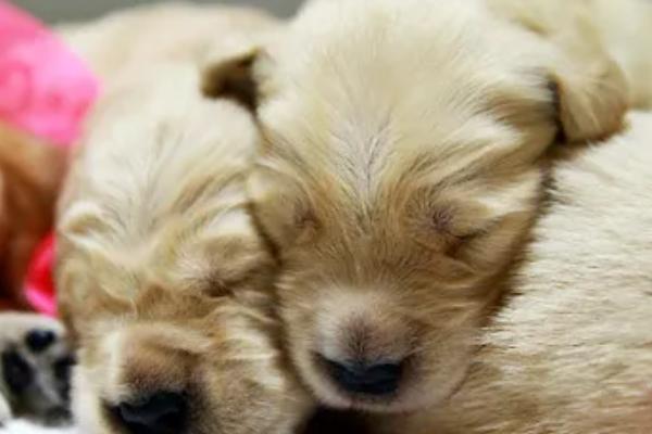 幼犬半夜总哼唧的原因，可能是害怕或紧张所致