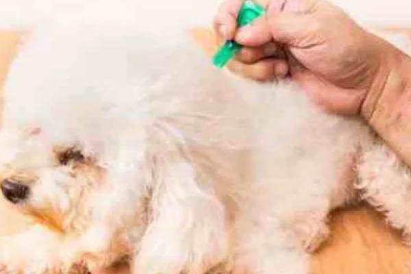 幼犬半夜总哼唧的原因，可能是害怕或紧张所致