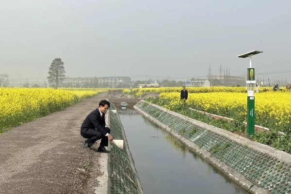 春季油菜丰产技巧，盛花期及时摘除病、黄、老叶