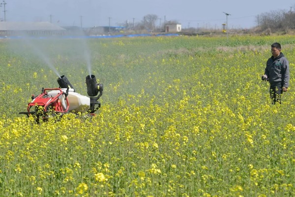 春季油菜丰产技巧，盛花期及时摘除病、黄、老叶