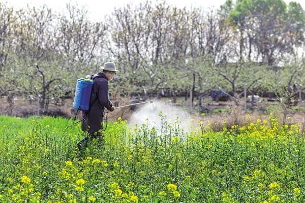 春季油菜丰产技巧，盛花期及时摘除病、黄、老叶
