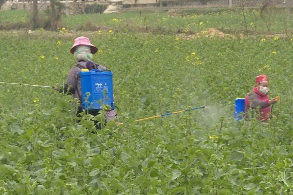 春季油菜丰产技巧，盛花期及时摘除病、黄、老叶
