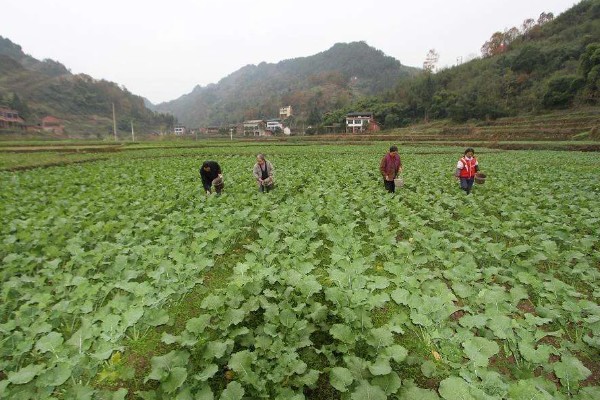 春季油菜丰产技巧，盛花期及时摘除病、黄、老叶