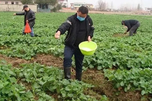 春季油菜丰产技巧，盛花期及时摘除病、黄、老叶