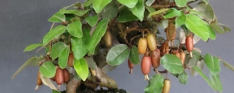 羊奶果盆栽怎么种植，基本每隔3-5天给植株浇水一次