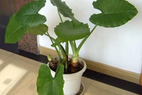 滴水观音怎么养殖，春秋季节放在室内光线明亮处