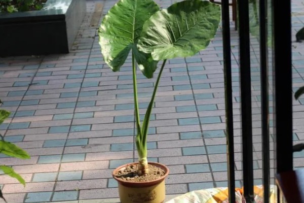 滴水观音怎么养殖，春秋季节放在室内光线明亮处