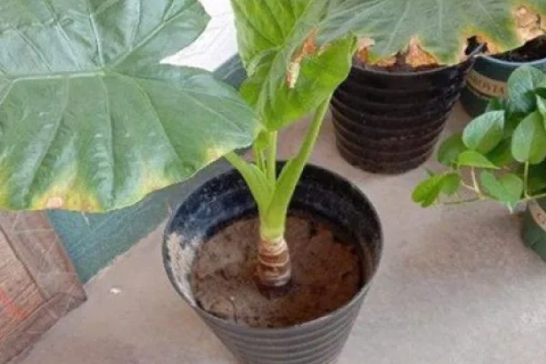 滴水观音怎么养殖，春秋季节放在室内光线明亮处