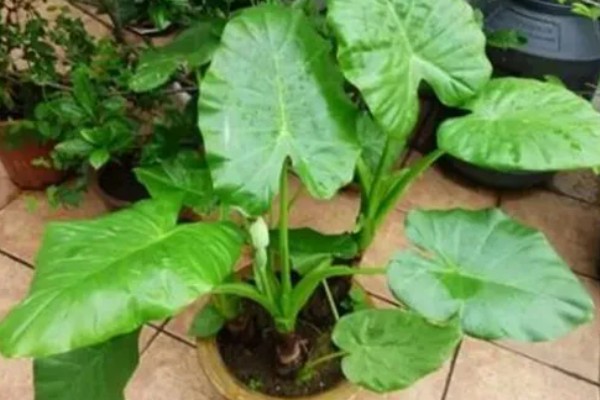 滴水观音怎么养殖，春秋季节放在室内光线明亮处