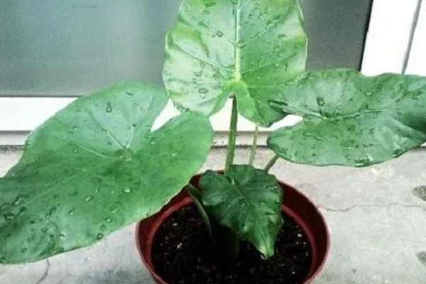 滴水观音怎么养殖，春秋季节放在室内光线明亮处