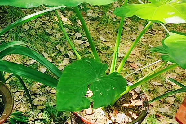 滴水观音怎么养殖，春秋季节放在室内光线明亮处