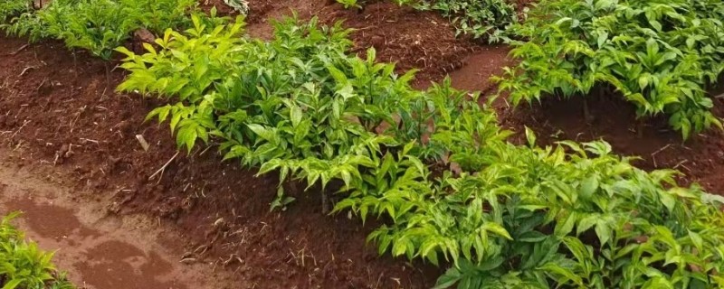 魔芋如何施肥，在幼苗早期阶段追1次提苗肥