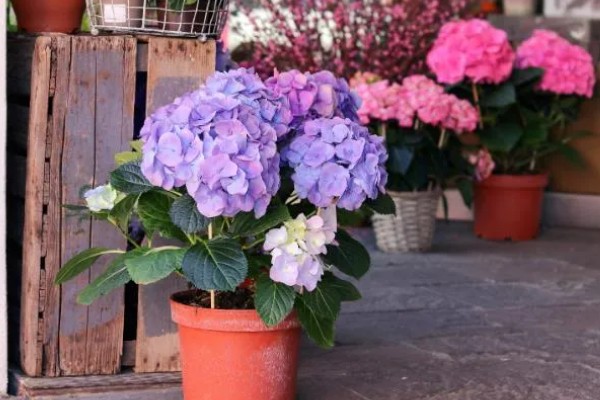 夏季怎么养绣球花，花期需要足够的肥量