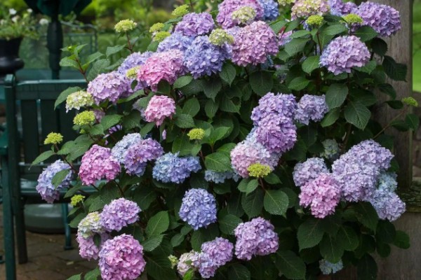 夏季怎么养绣球花，花期需要足够的肥量