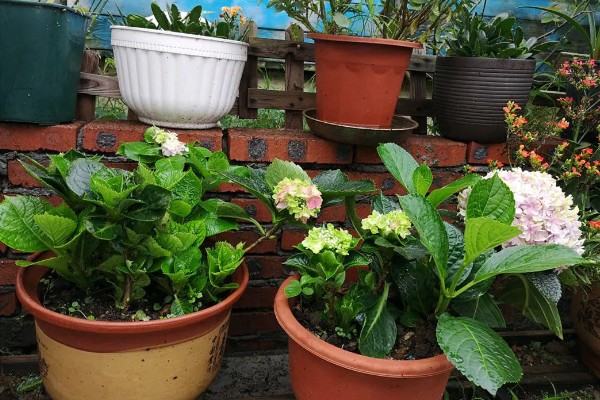 夏季怎么养绣球花，花期需要足够的肥量
