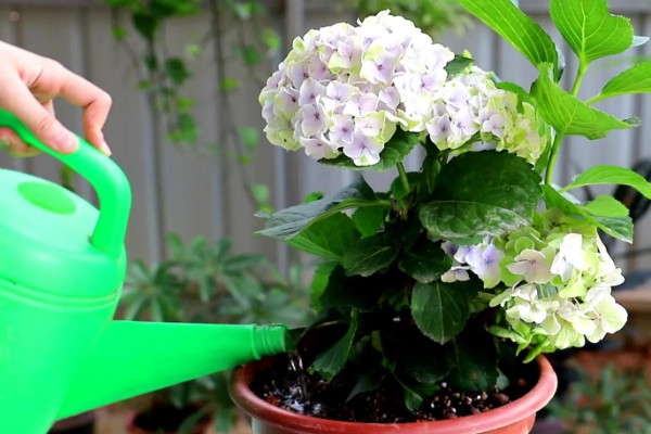 夏季怎么养绣球花，花期需要足够的肥量