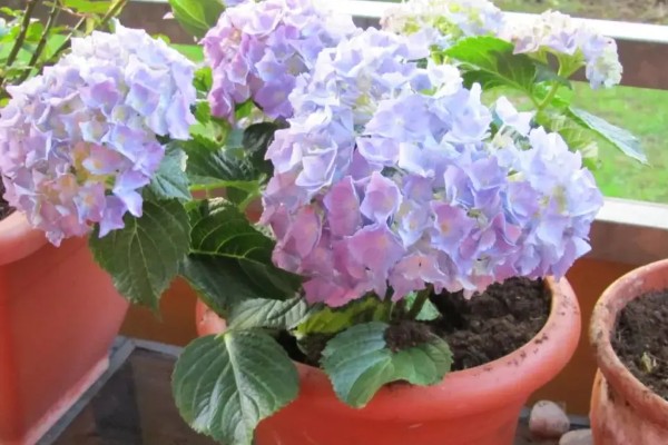 夏季怎么养绣球花，花期需要足够的肥量
