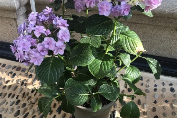 夏季怎么养绣球花，花期需要足够的肥量