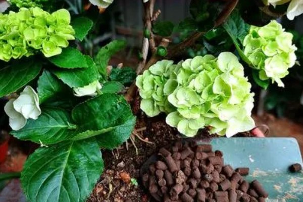 夏季怎么养绣球花，花期需要足够的肥量