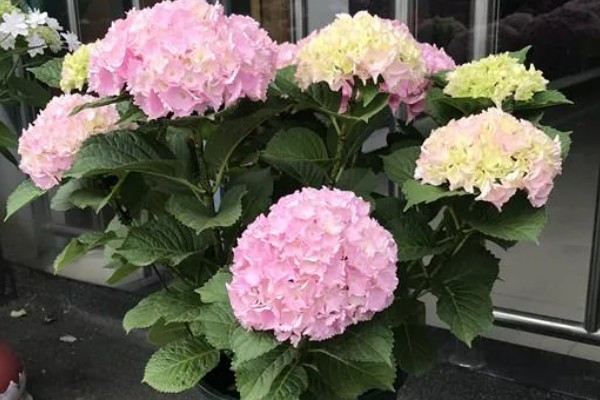 夏季怎么养绣球花，花期需要足够的肥量