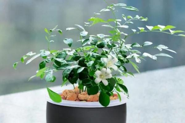 九里香不开花的原因，生长年限不足便无法开放